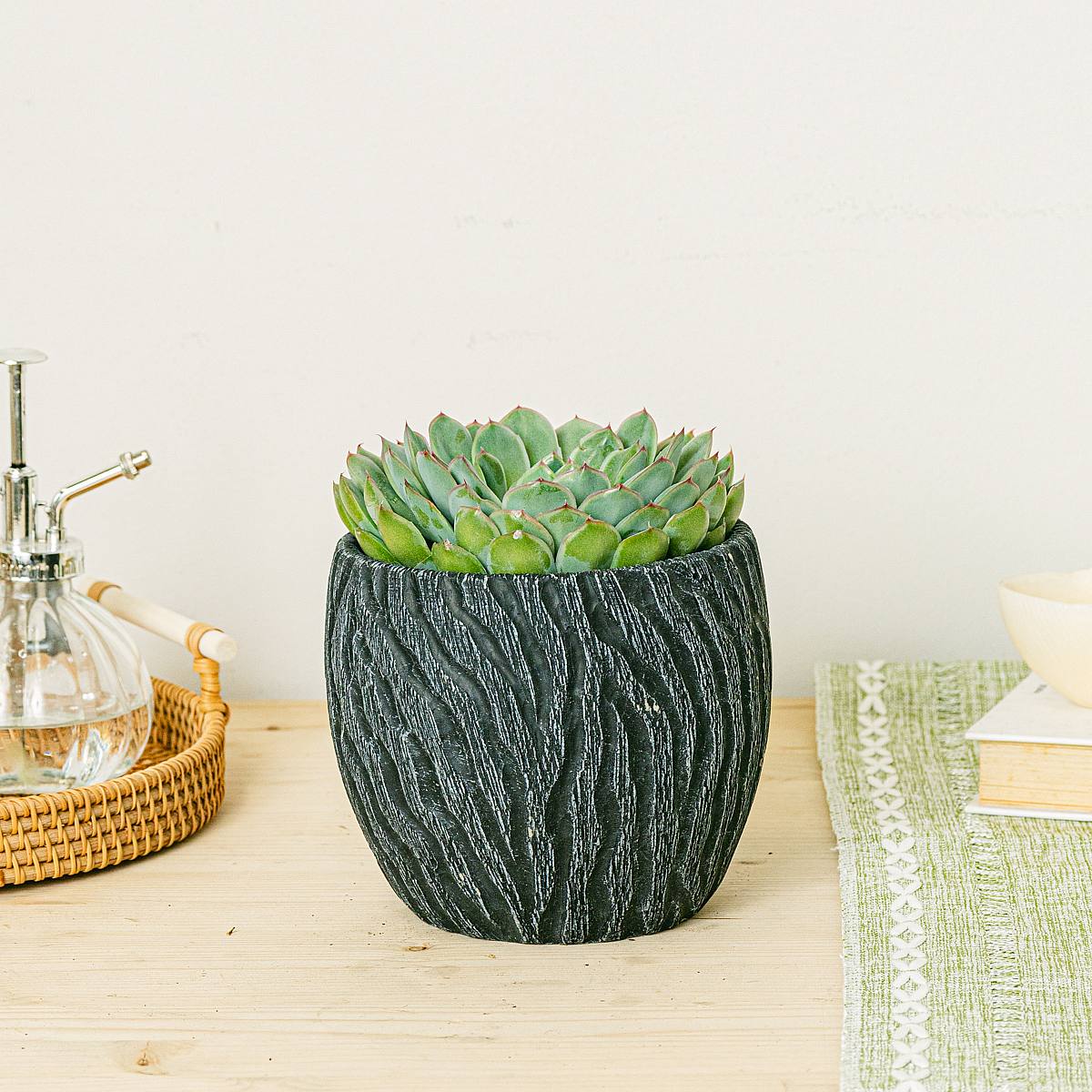 Echeveria pulidonis picture 1