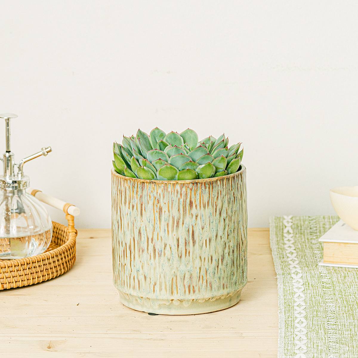 Echeveria pulidonis picture 3