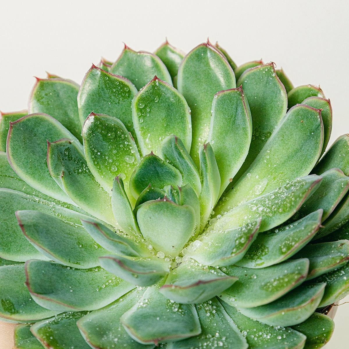 Echeveria pulidonis picture 4