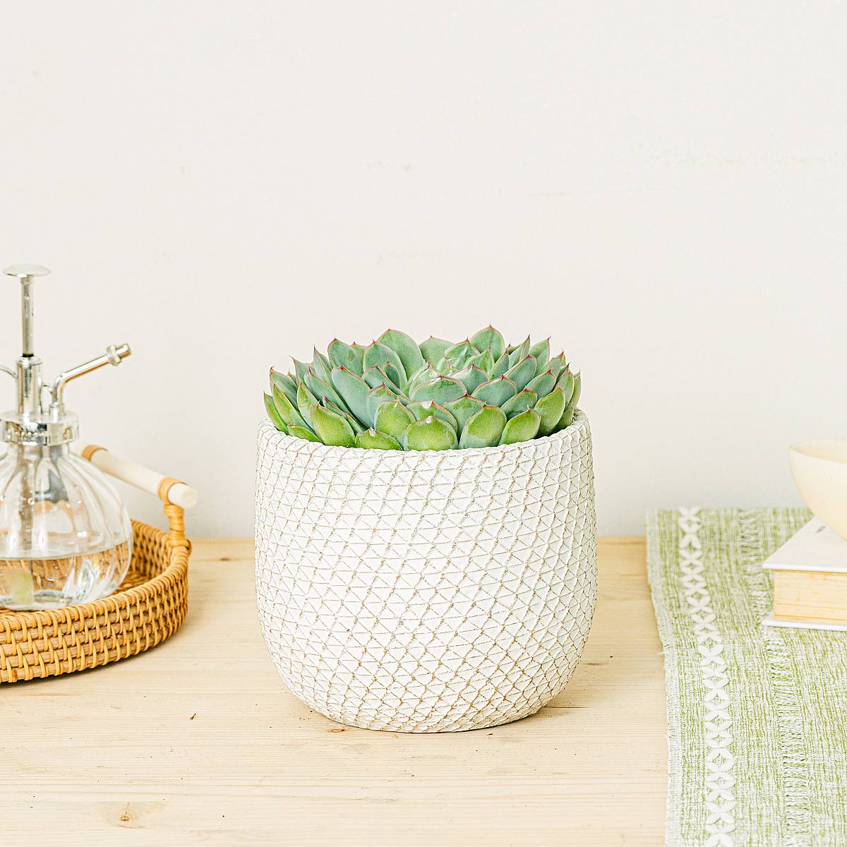 Echeveria pulidonis picture 2