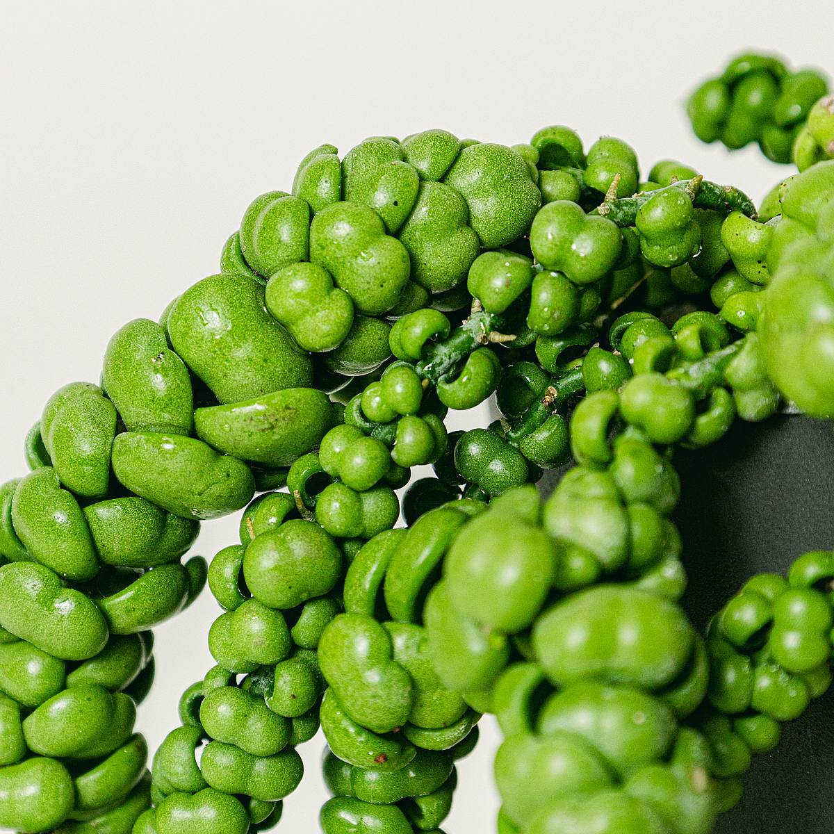 Dischidia Drage Jade picture 4