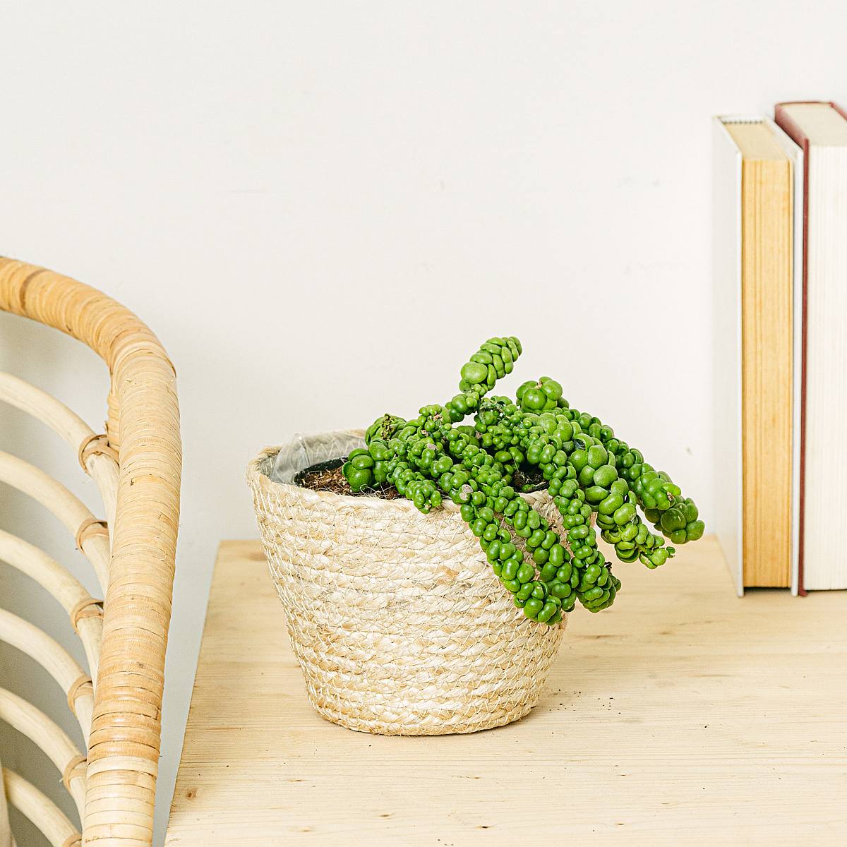 Dischidia Drage Jade picture 3