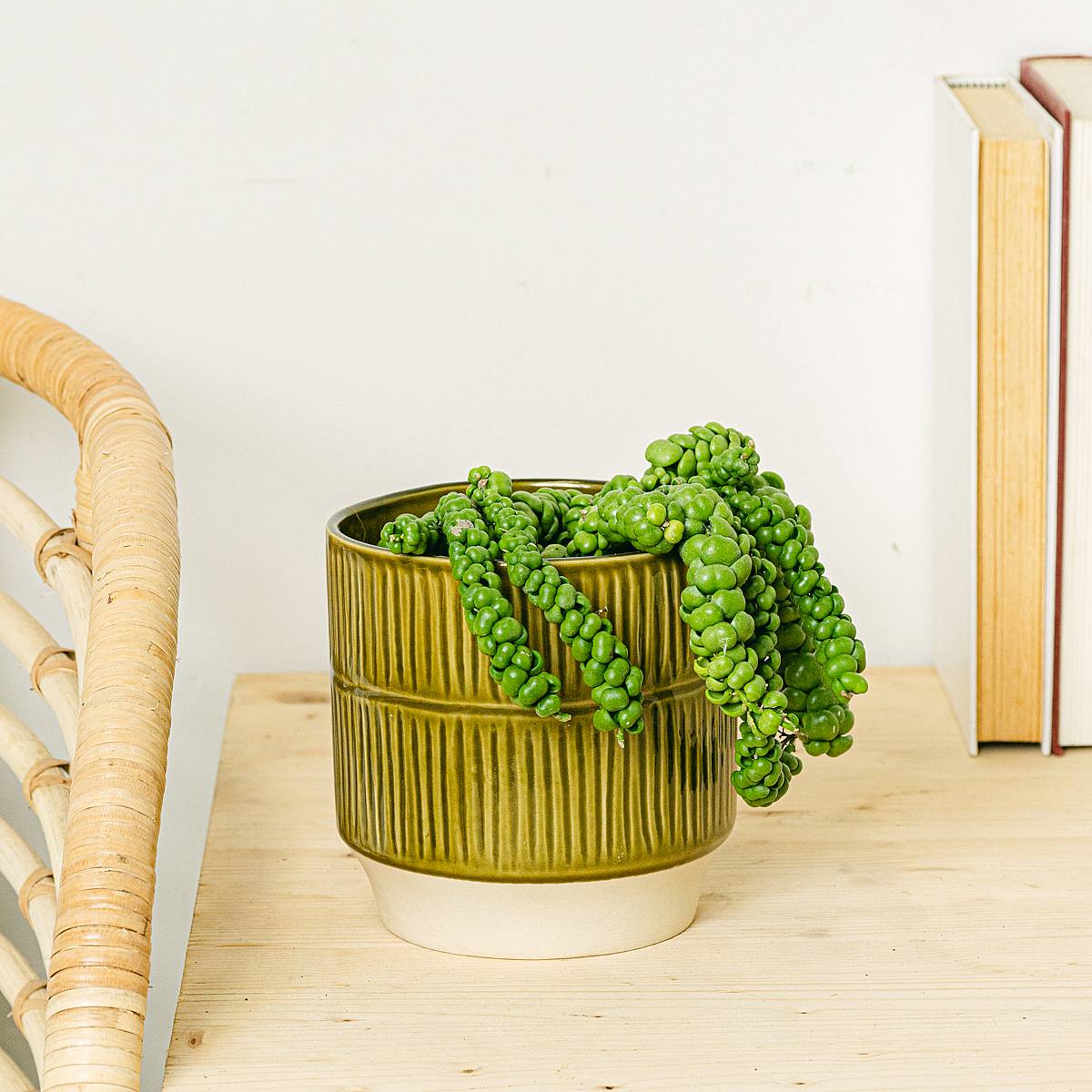 Dischidia Drage Jade picture 2