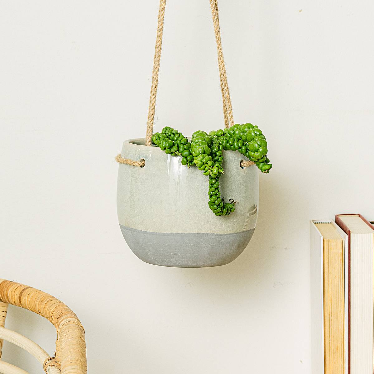 Dischidia Drage Jade picture 1