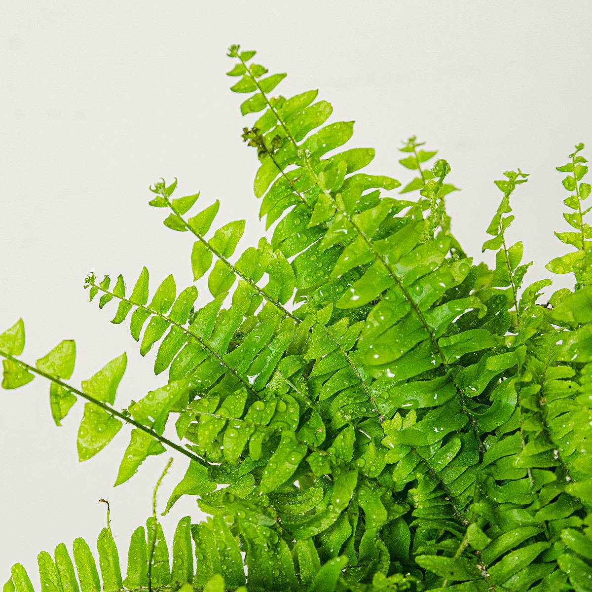 Папоротник Блю Белл picture 4