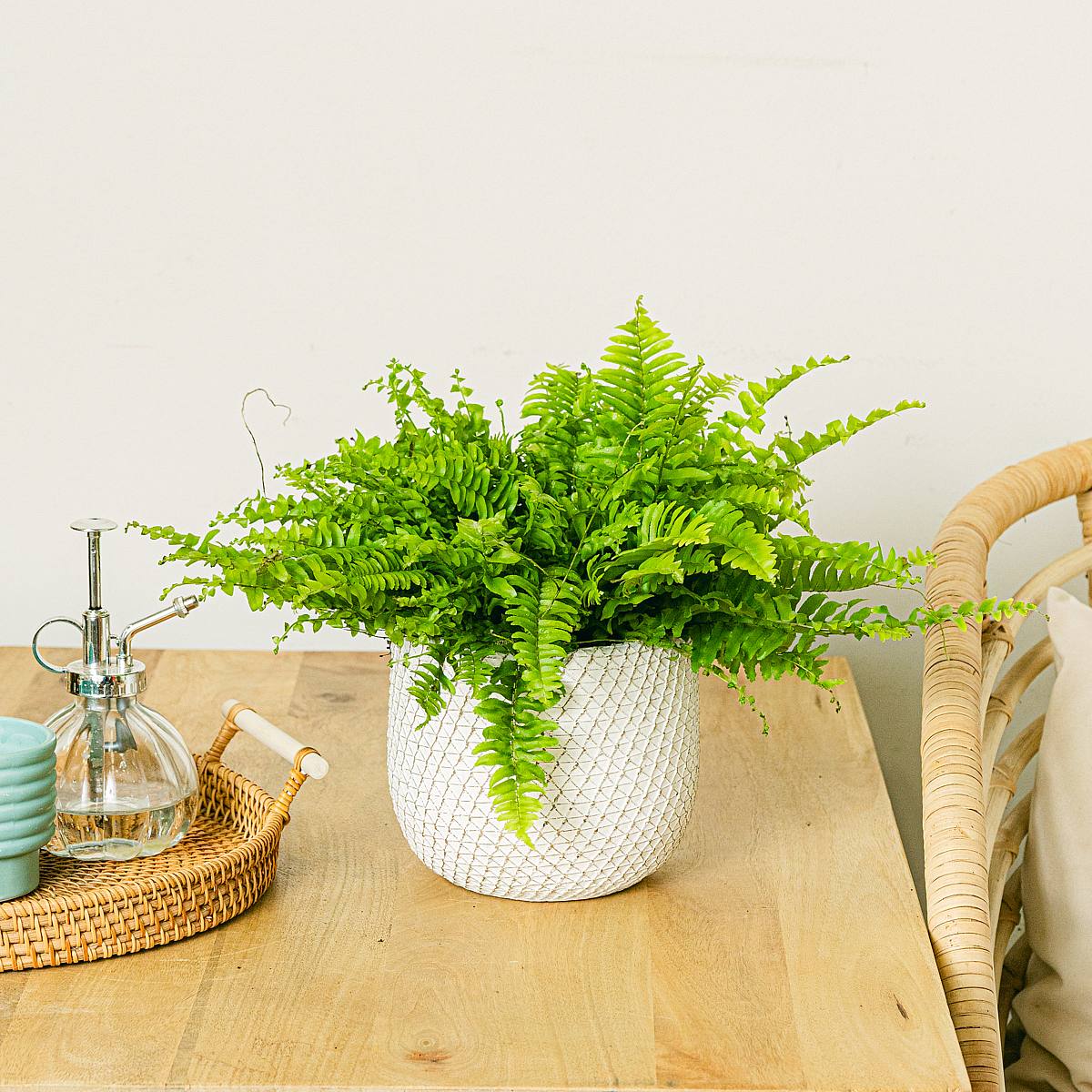 Папоротник Блю Белл picture 1