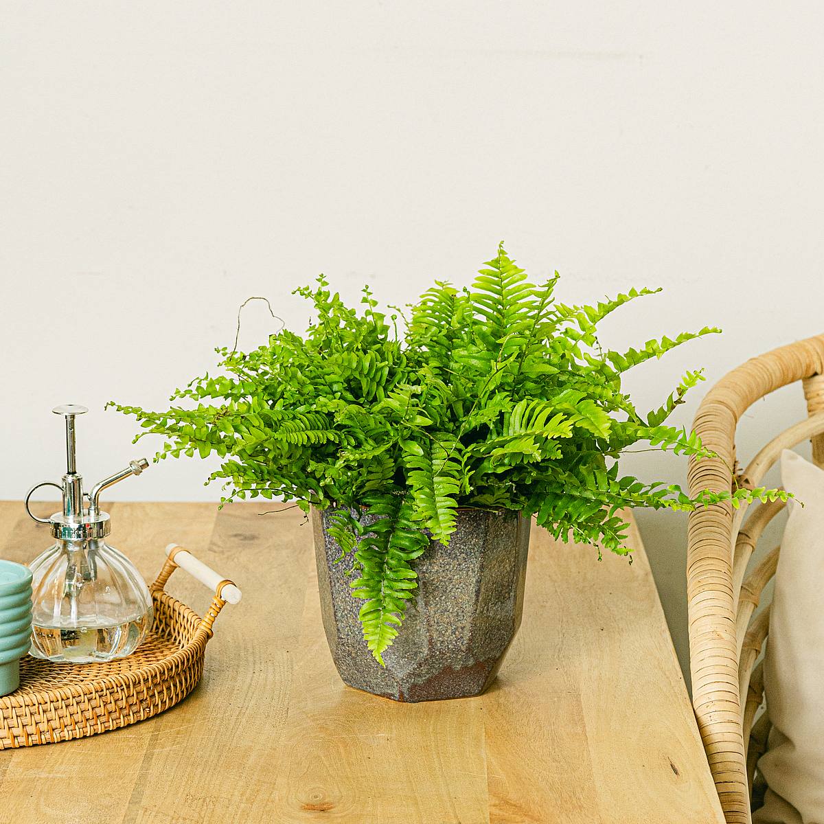 Папоротник Блю Белл picture 2