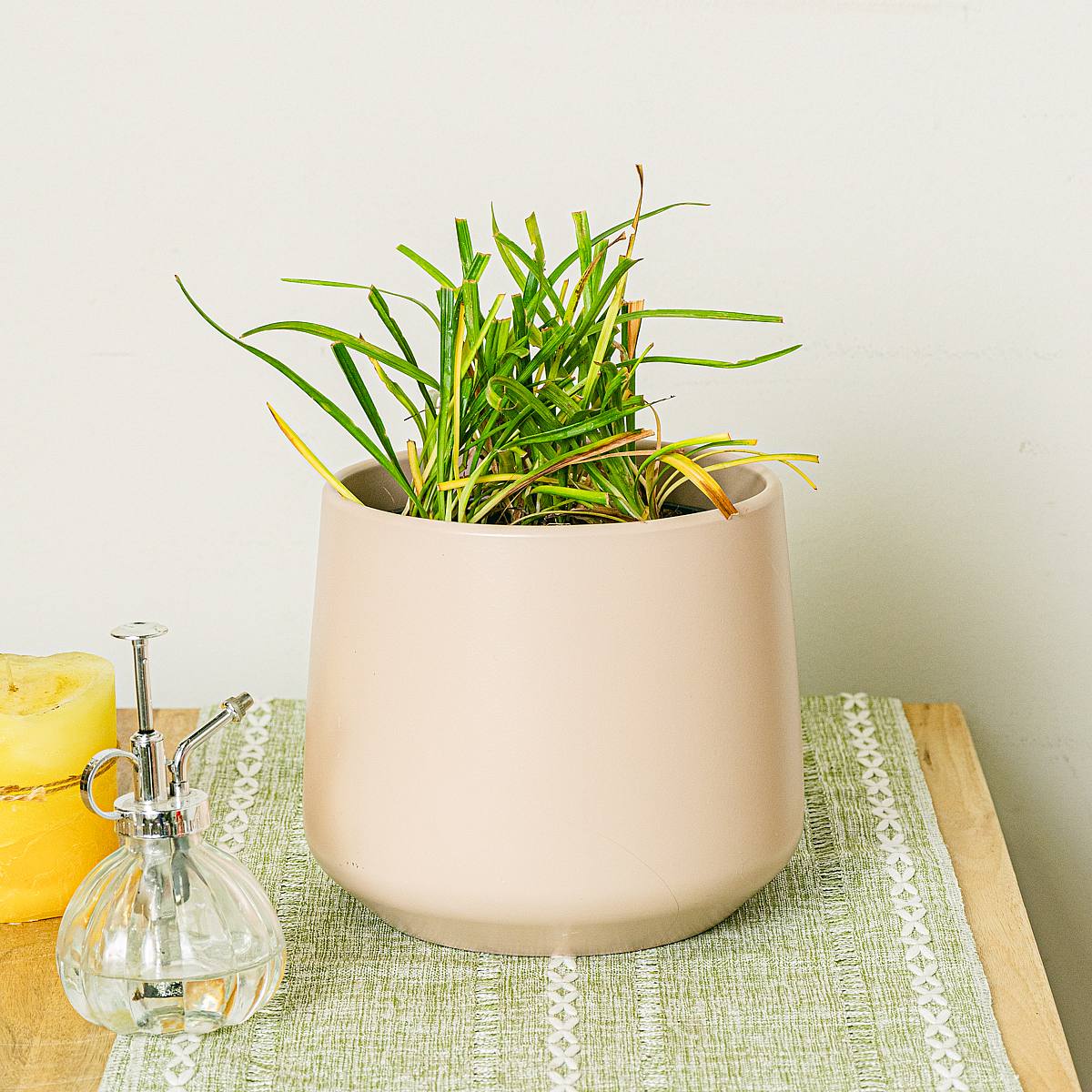 2 x Liriope muscari Moneymaker picture 0