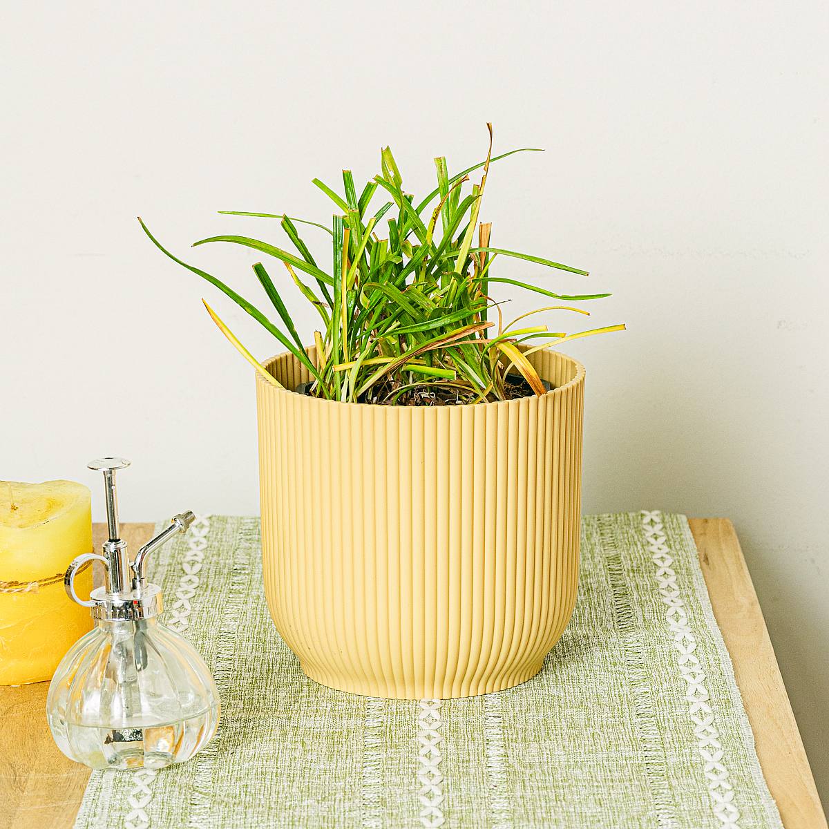 2 x Liriope muscari Moneymaker picture 1