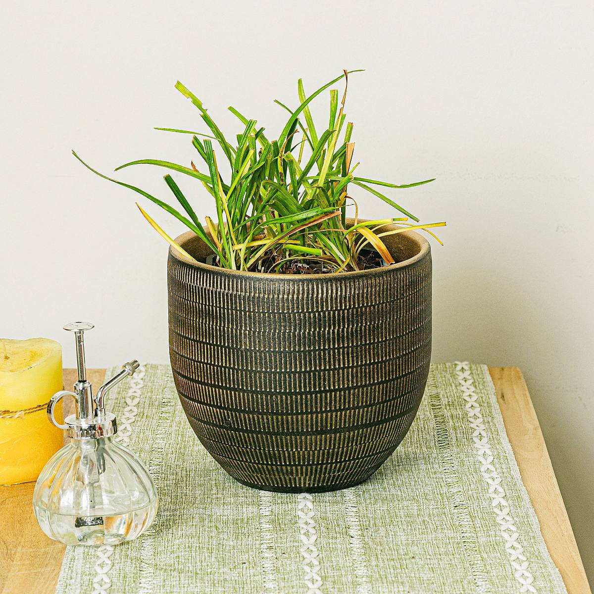 2 x Liriope muscari Moneymaker picture 2