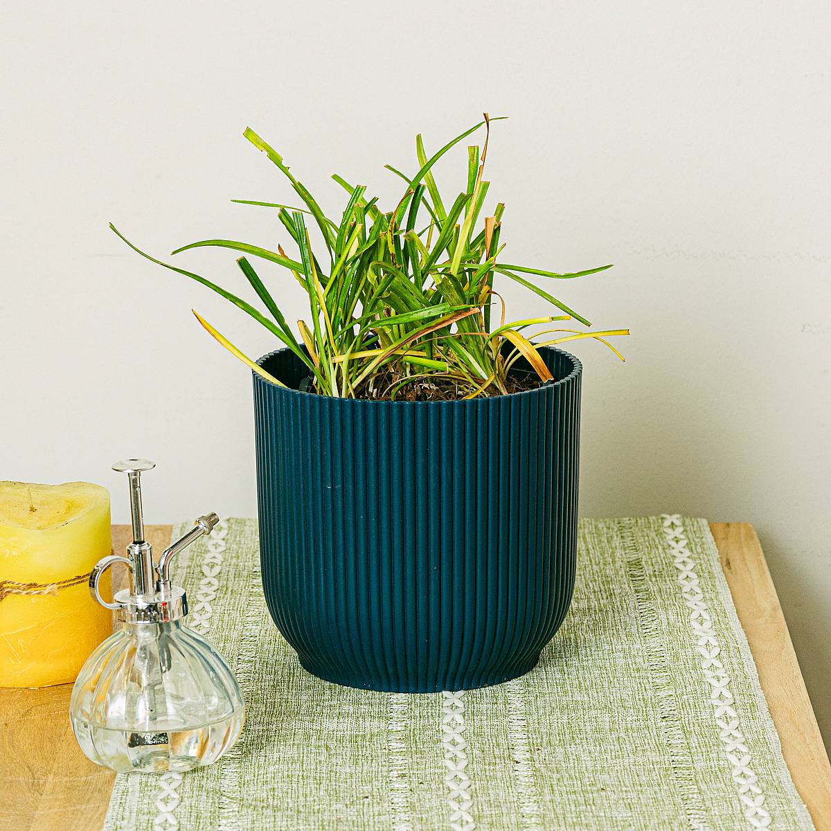 2 x Liriope muscari Moneymaker picture 3