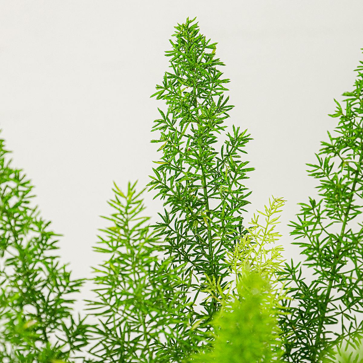 Szparagi Meyeri picture 4