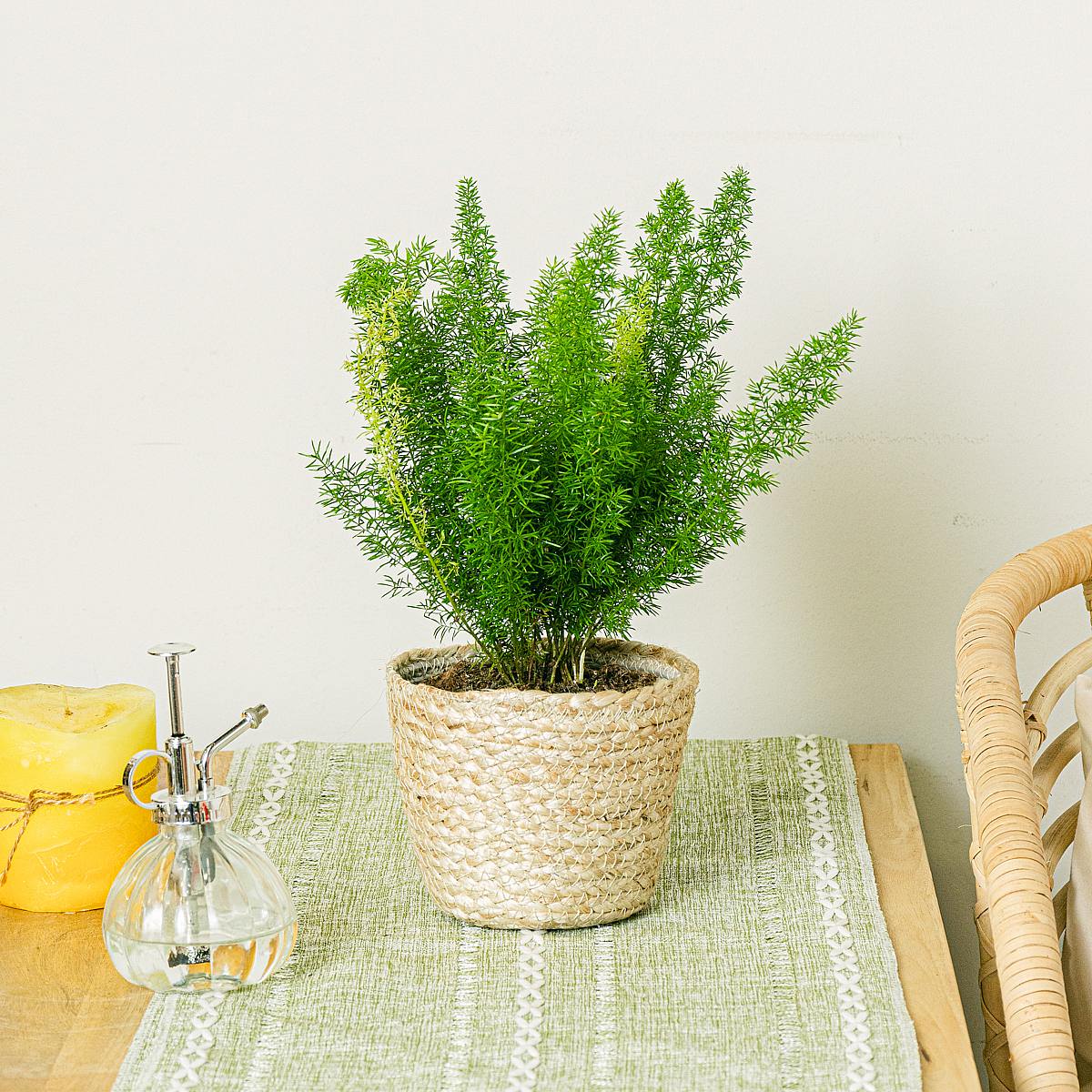 Szparagi Meyeri picture 0