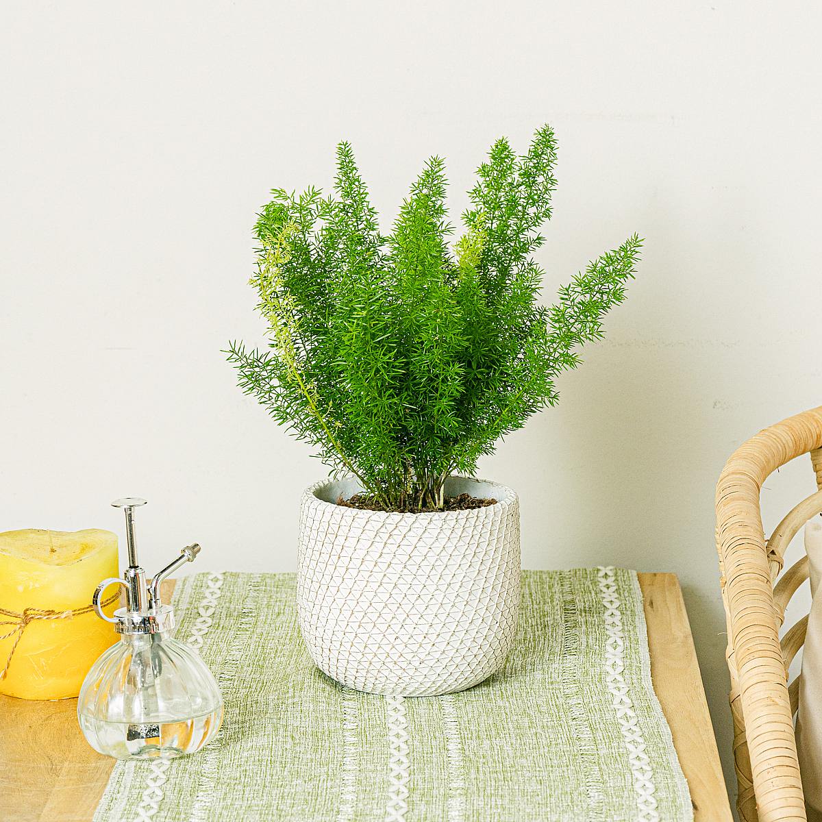 Szparagi Meyeri picture 1