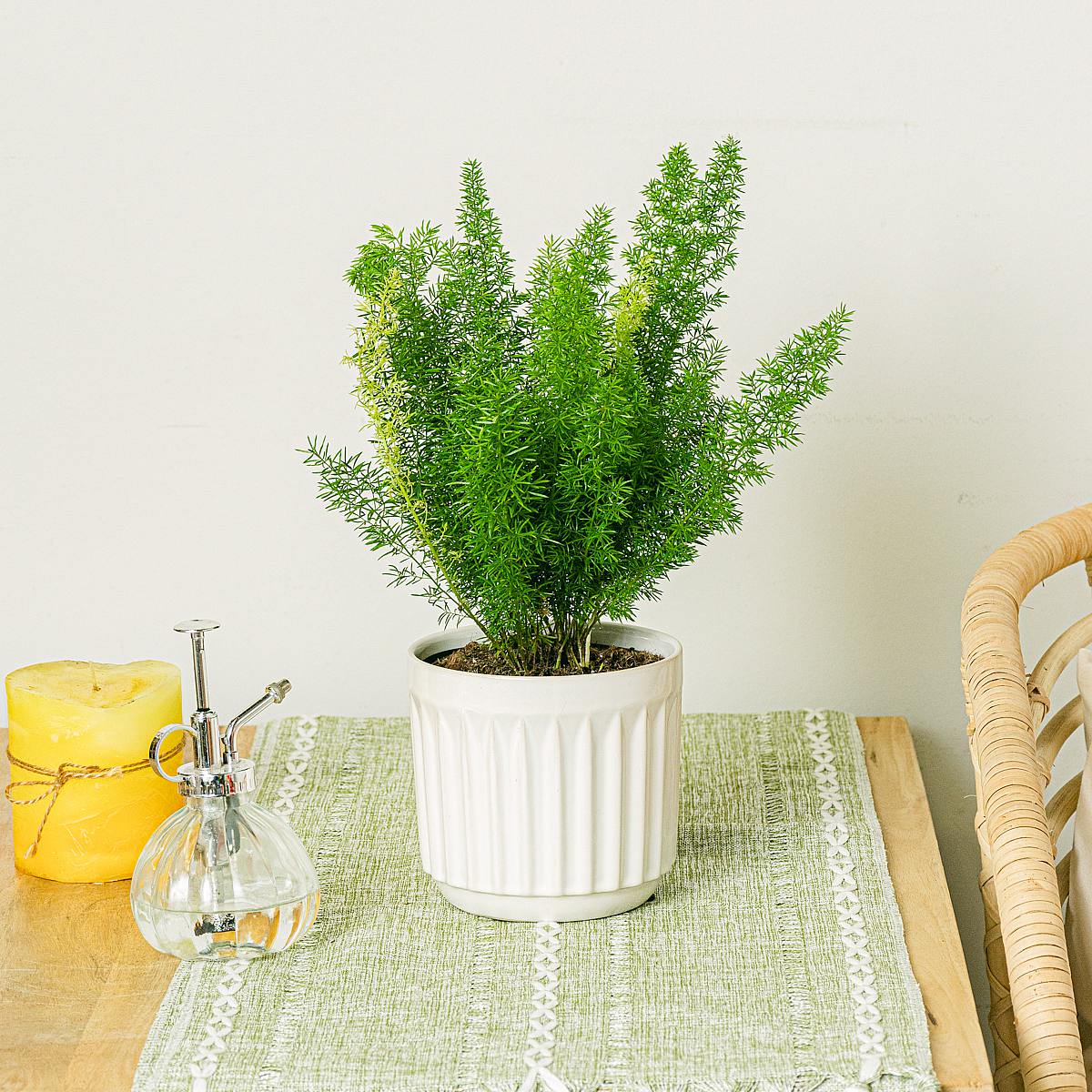 Szparagi Meyeri picture 3