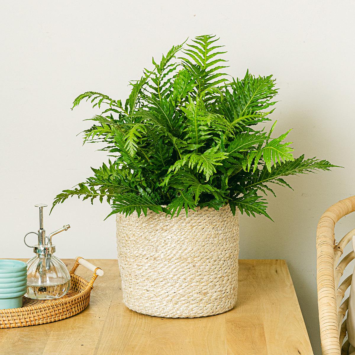 Blechnum Gibbum picture 3