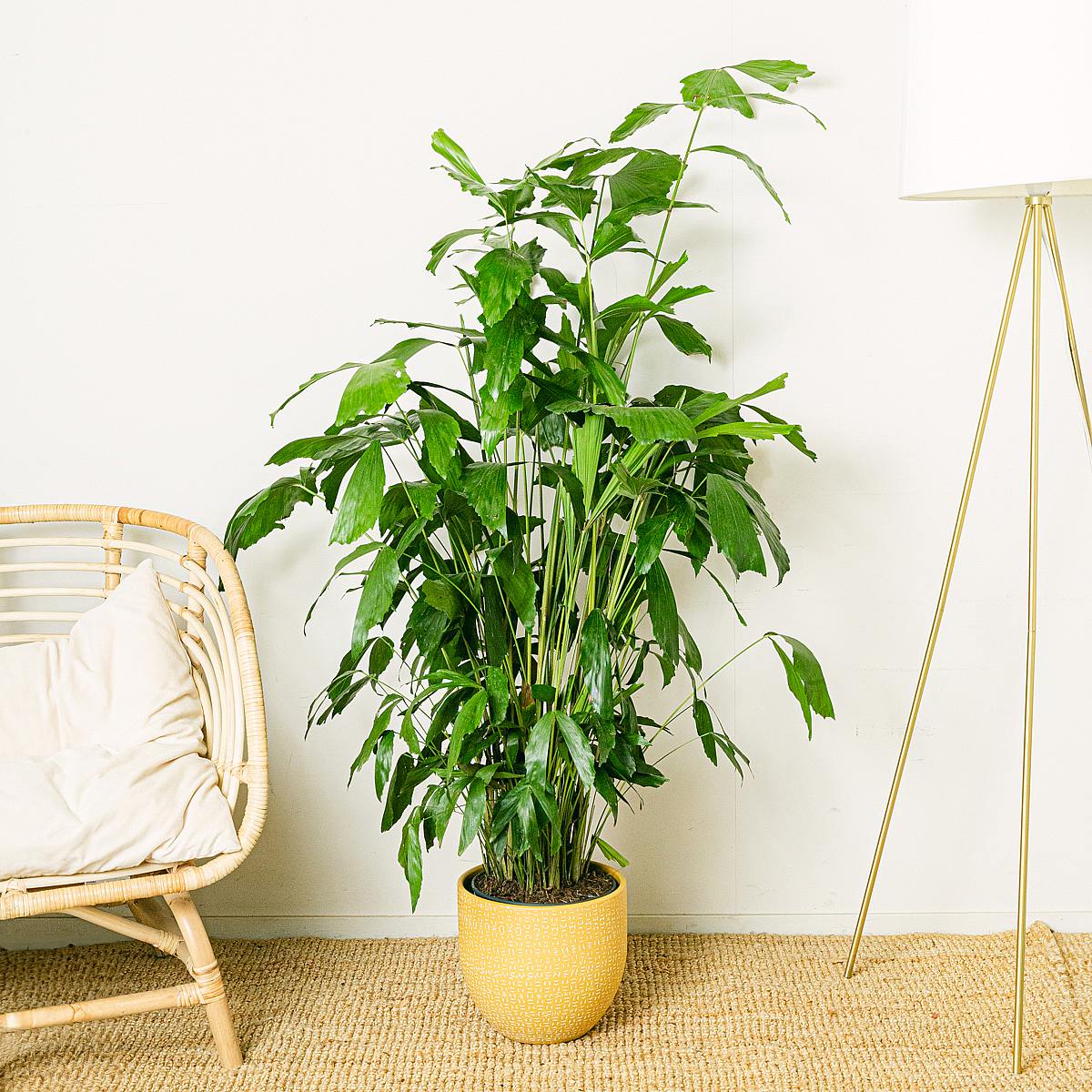 Caryota Mitis picture 1