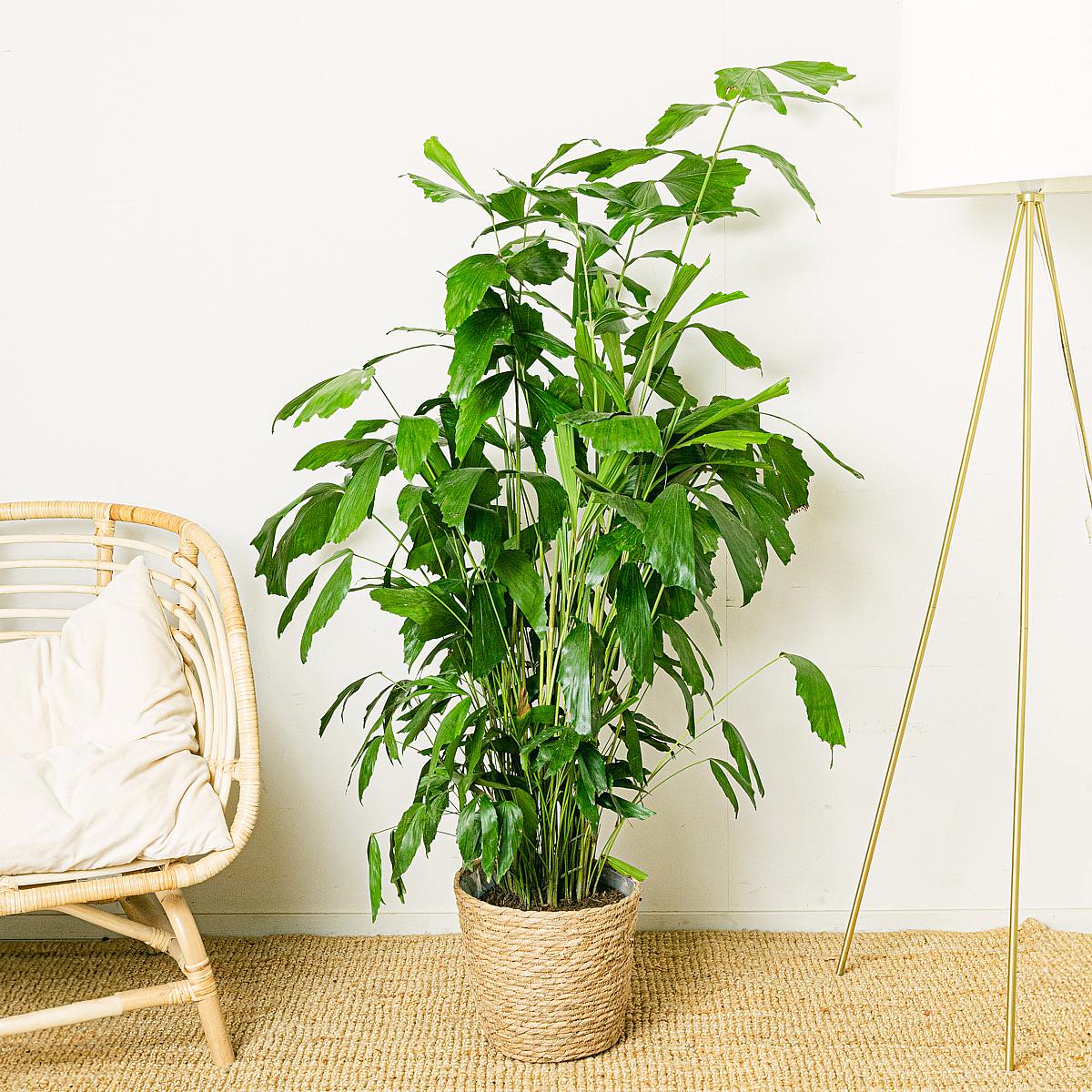 Caryota Mitis picture 2