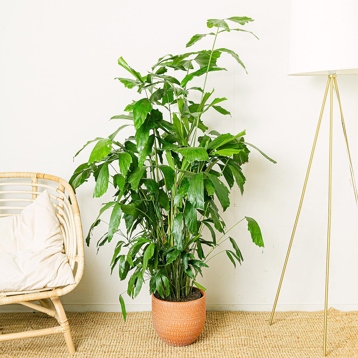 Caryota Mitis picture 3