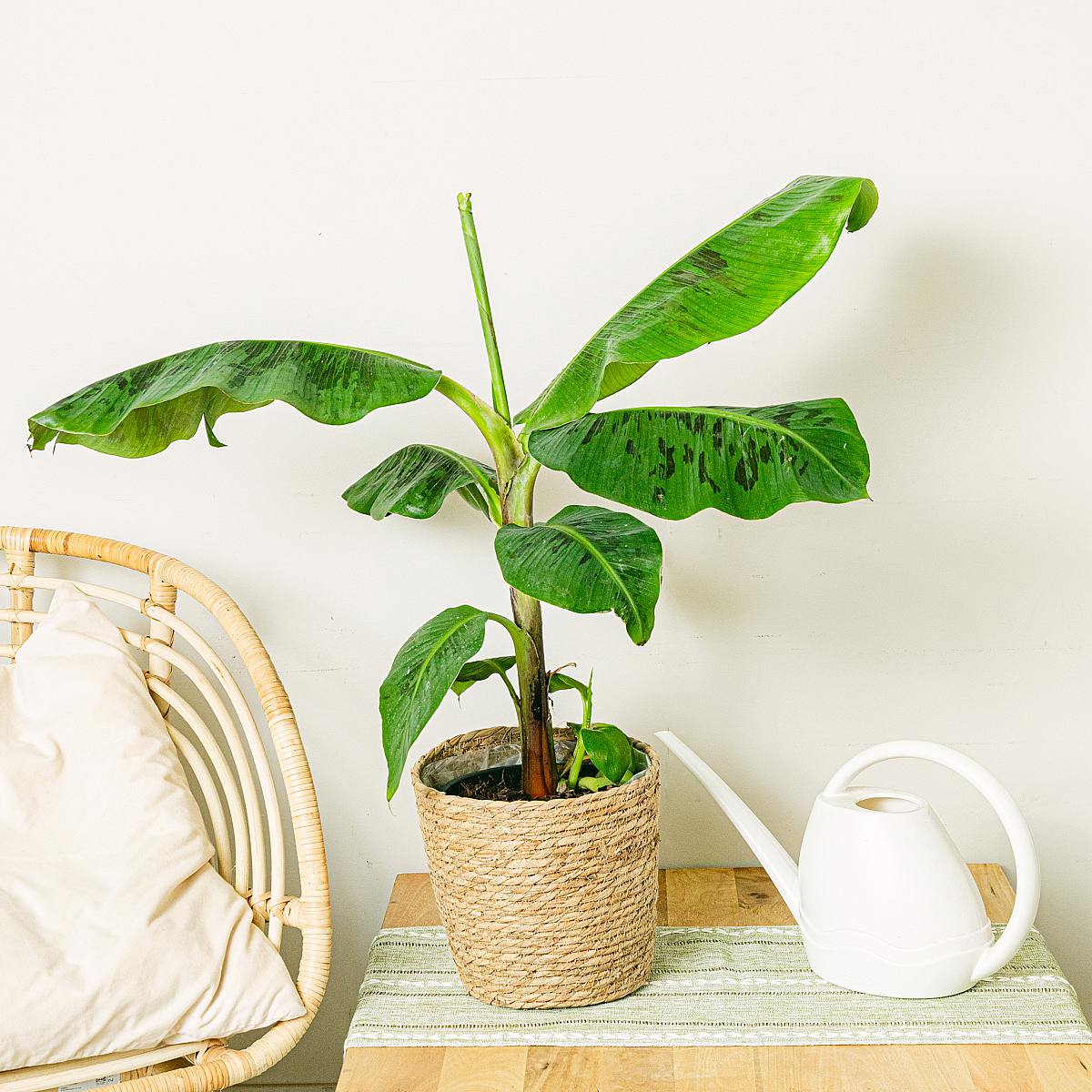 Musa Dwerg Cavendish picture 1