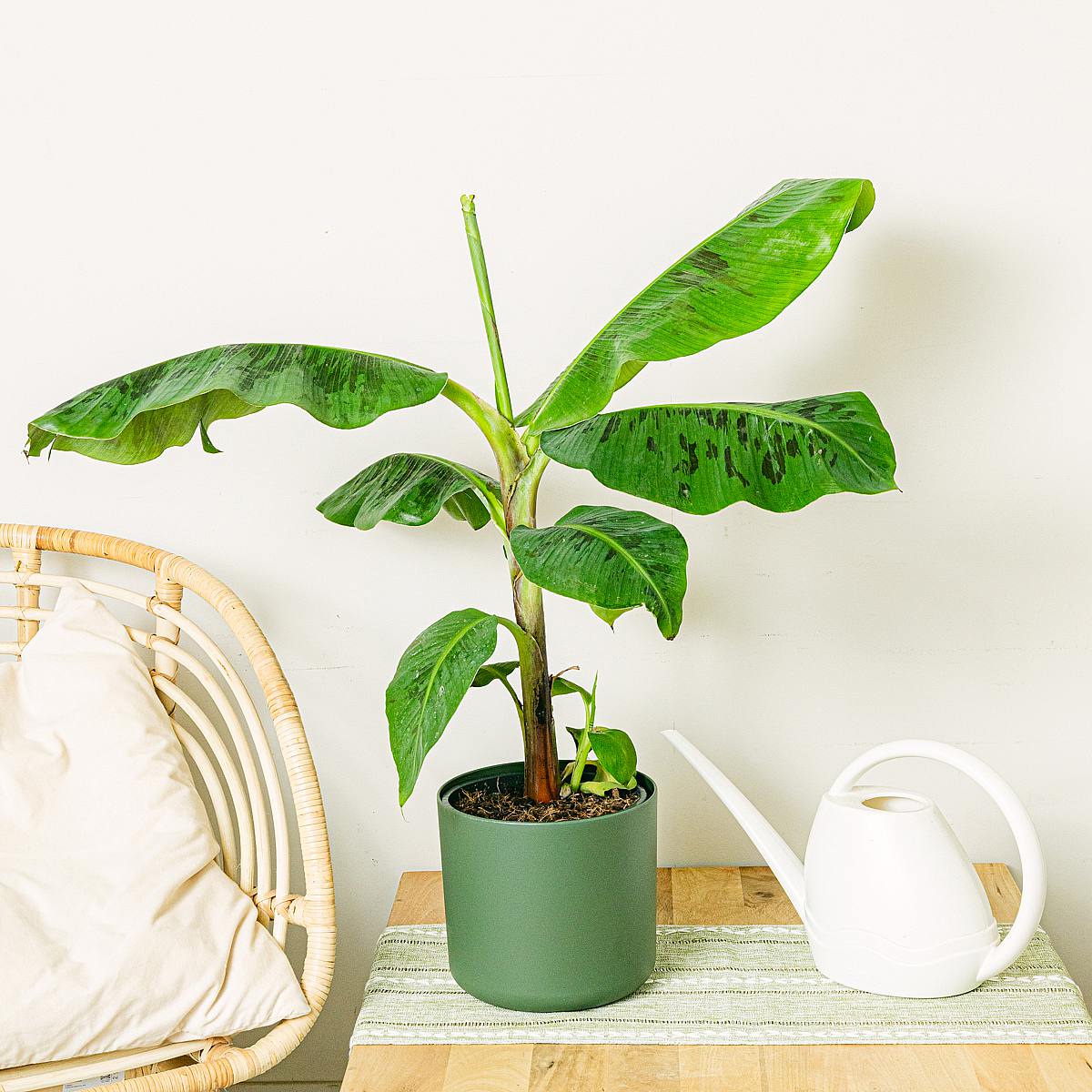 Musa Dwerg Cavendish picture 2