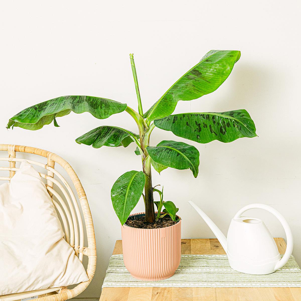 Musa Dwerg Cavendish picture 3