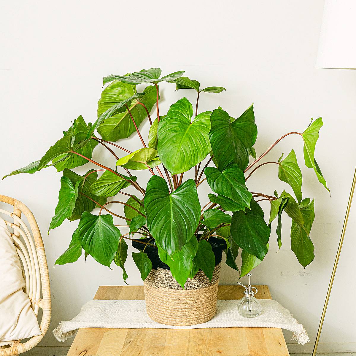 Homalomena rubescens 'Maggy' Homalomena rubescens 'Maggy' Homalomena rubescens 'Maggy picture 2