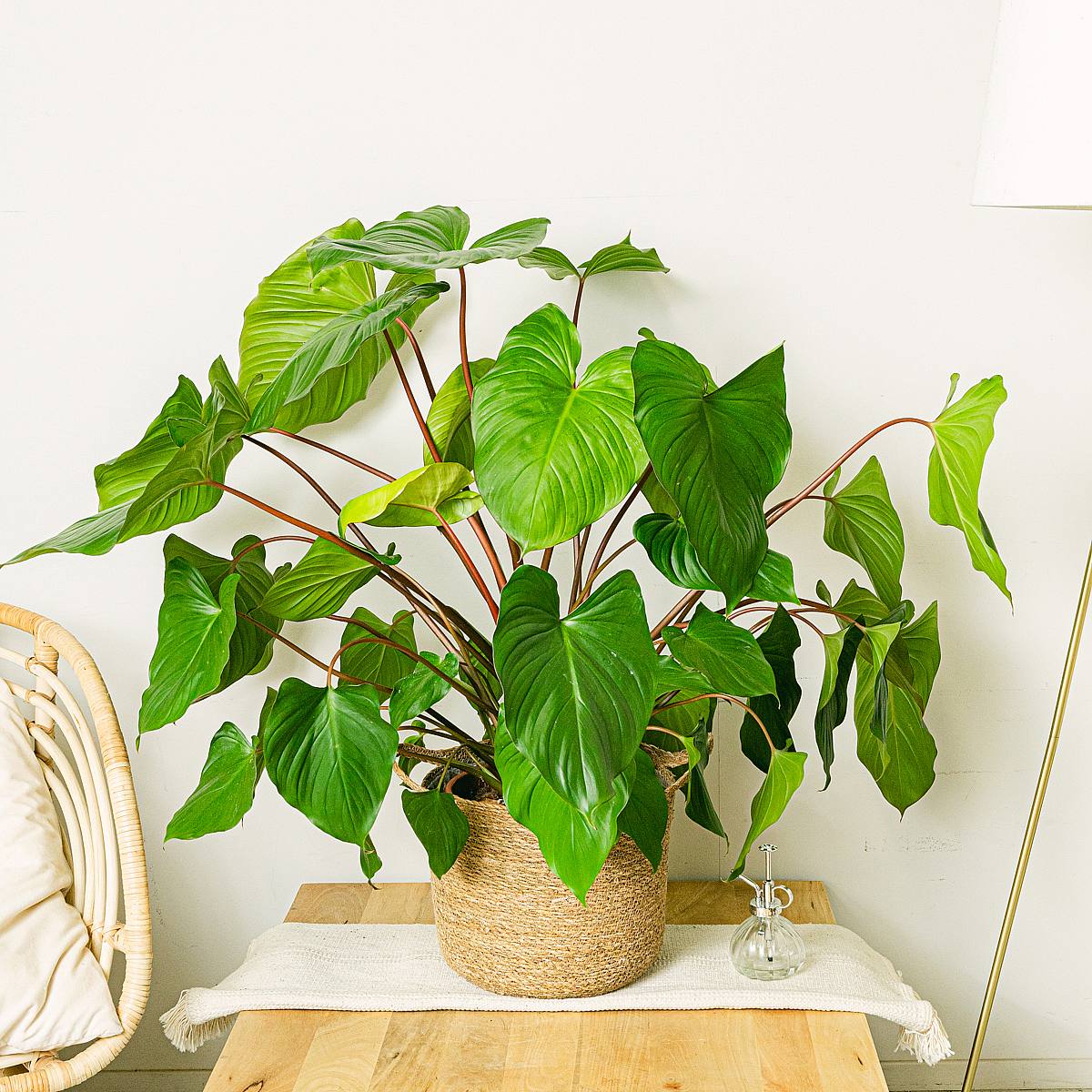 Homalomena rubescens 'Maggy' Homalomena rubescens 'Maggy' Homalomena rubescens 'Maggy picture 3