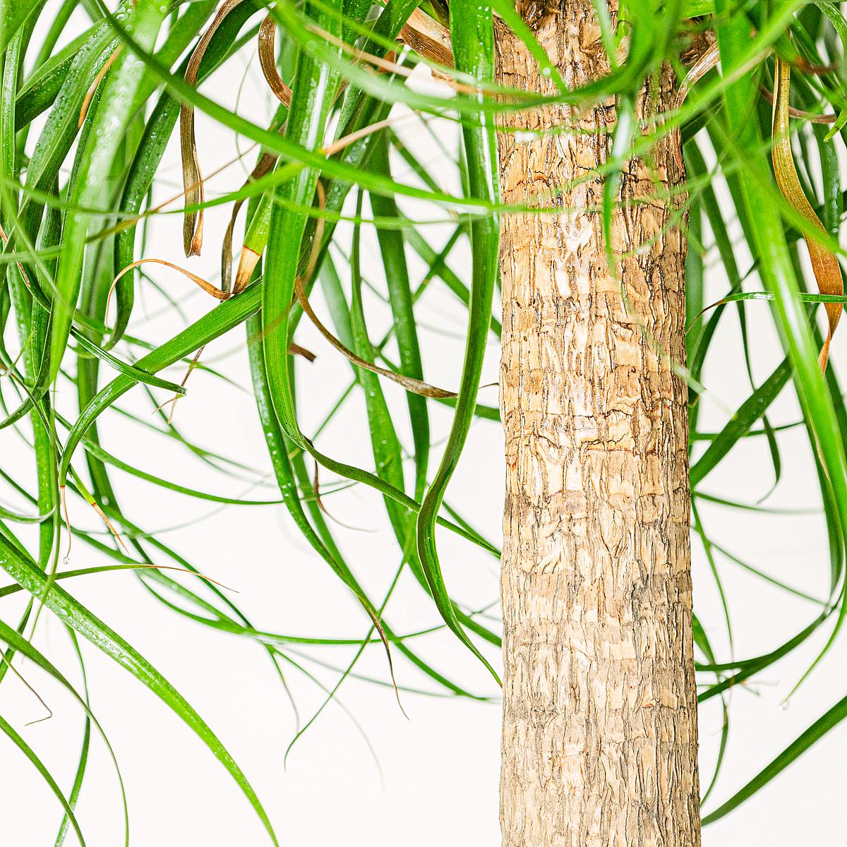 Beaucarnea Recurvata picture 4