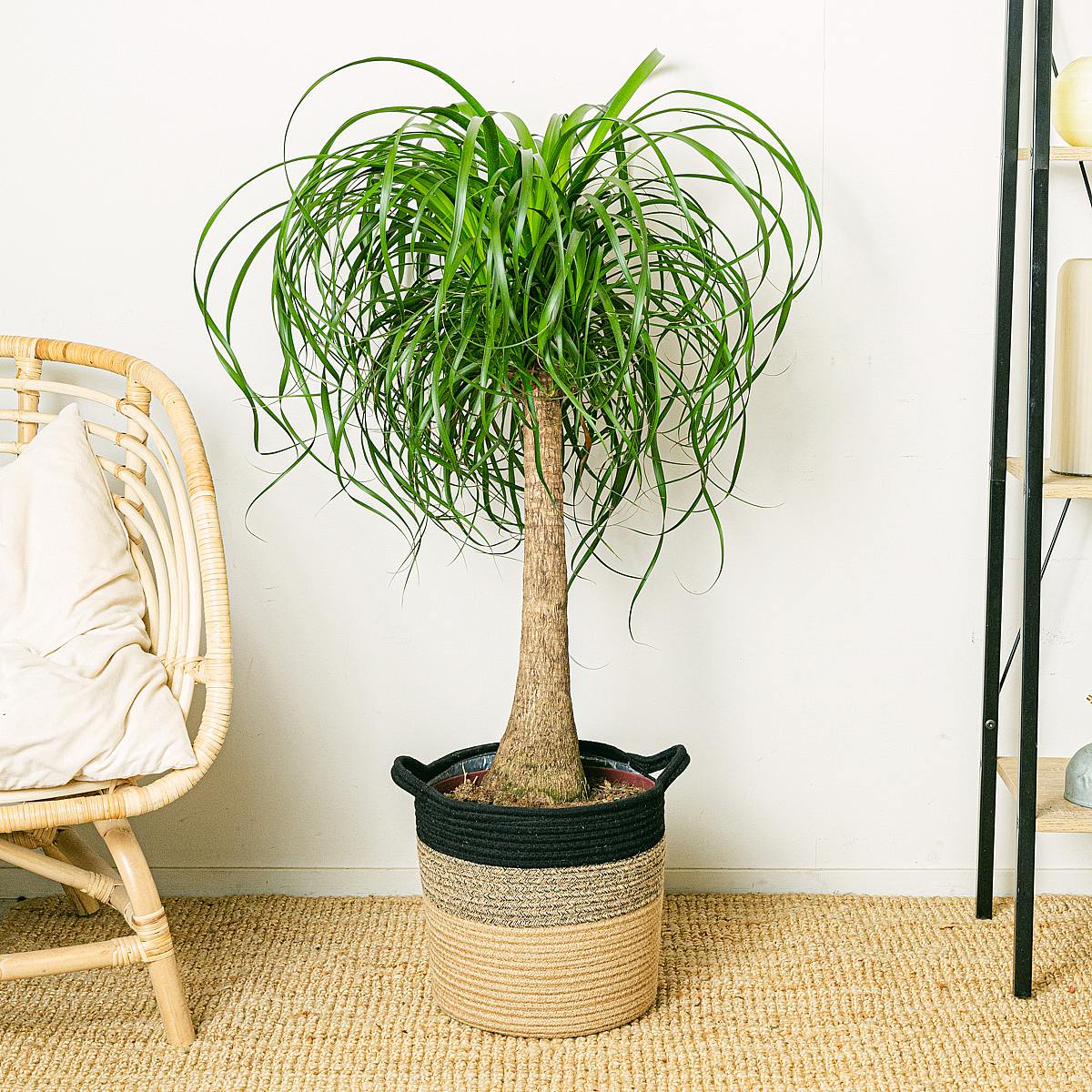 Beaucarnea Recurvata picture 1