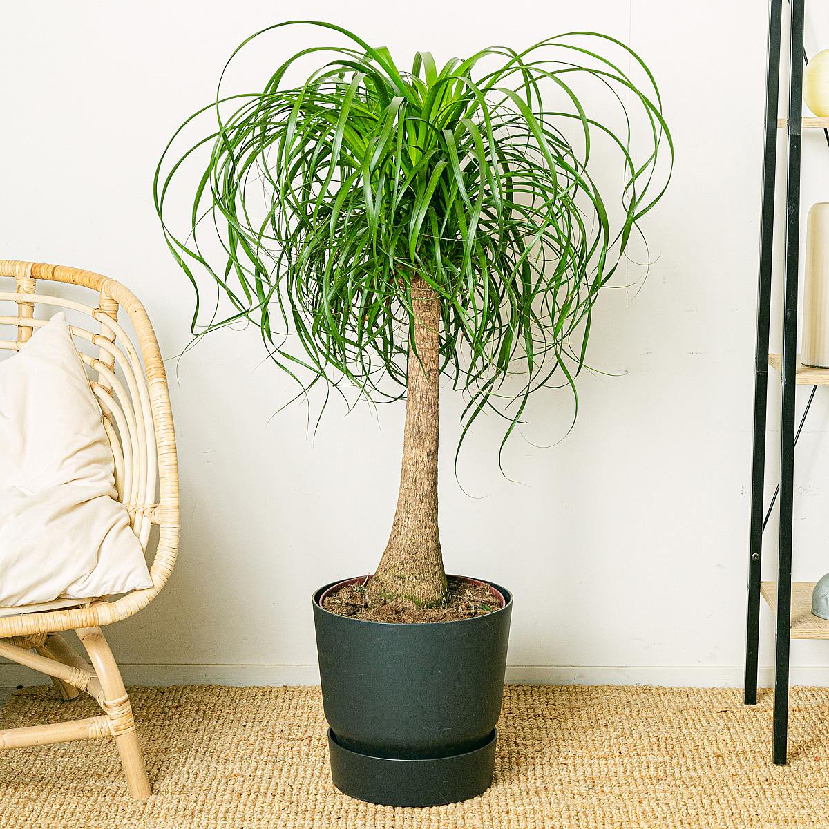 Beaucarnea Recurvata picture 2