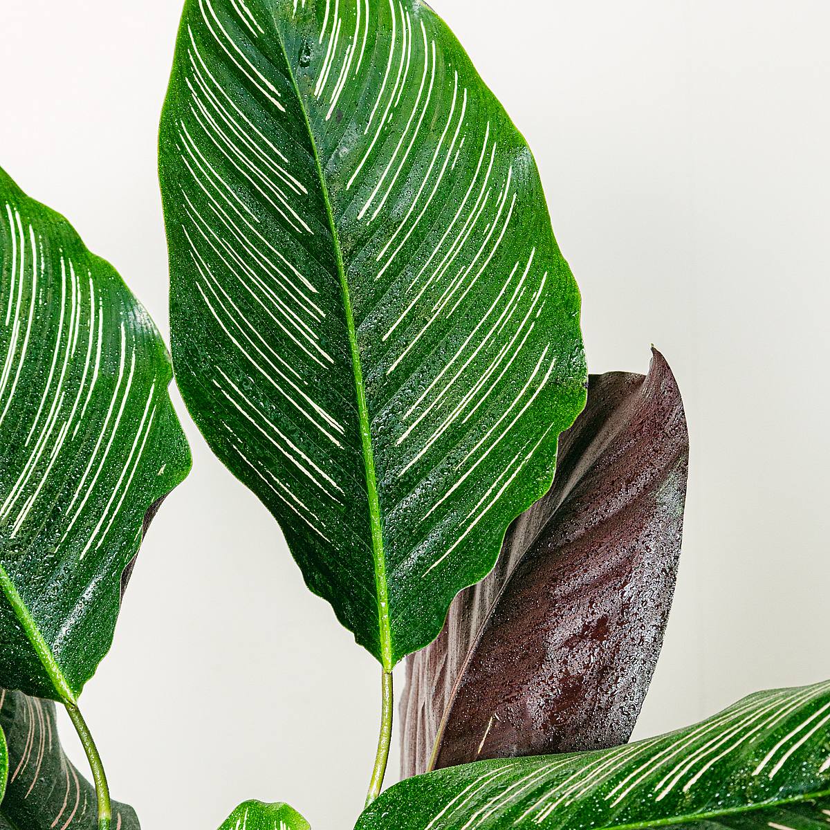 Calathea ornata picture 4