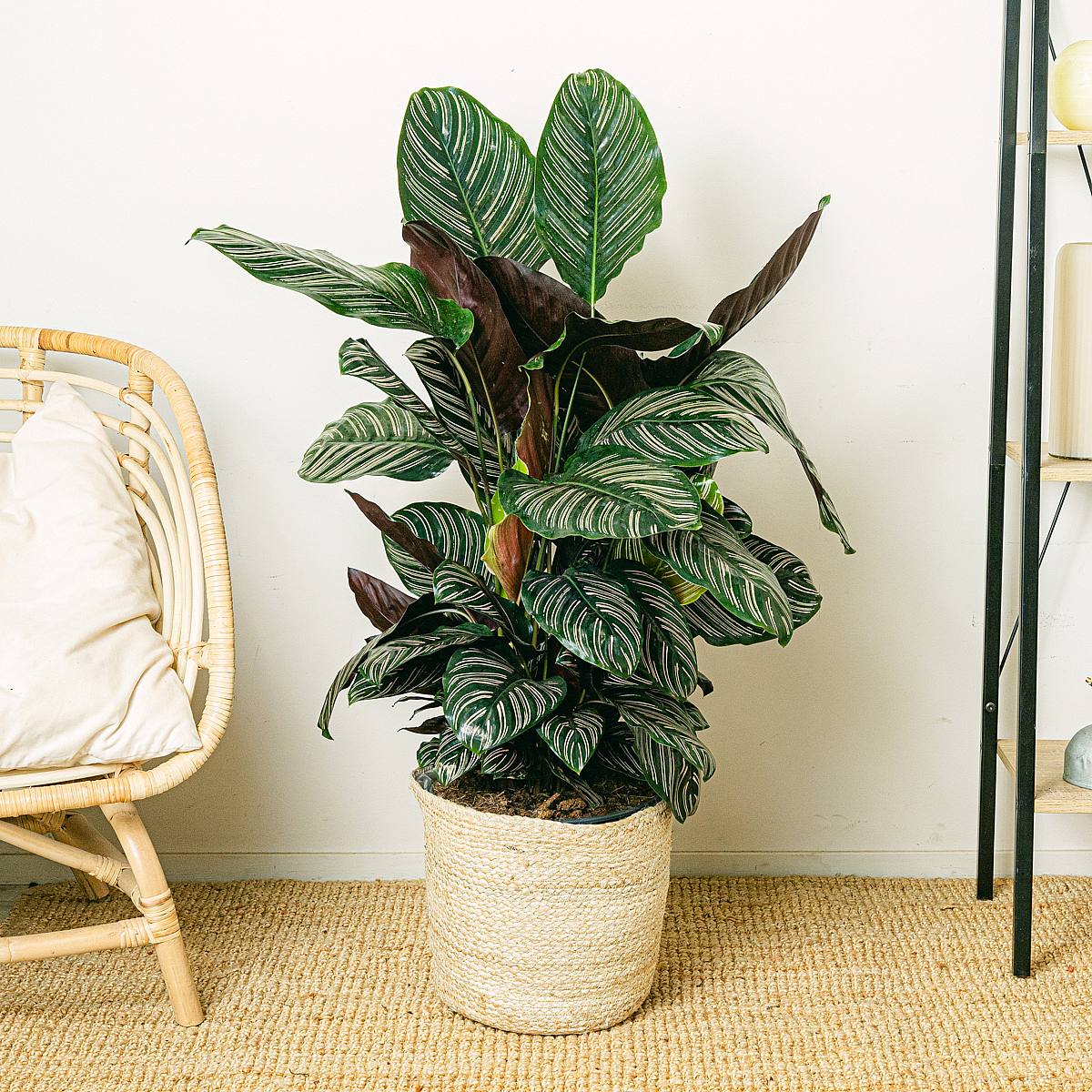 Calathea ornata picture 1