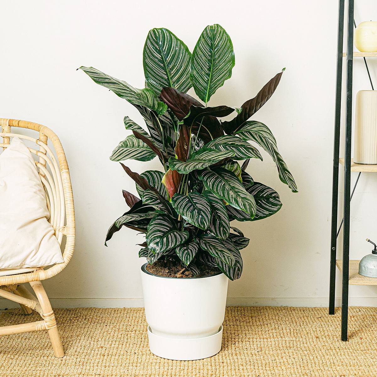 Calathea ornata picture 2