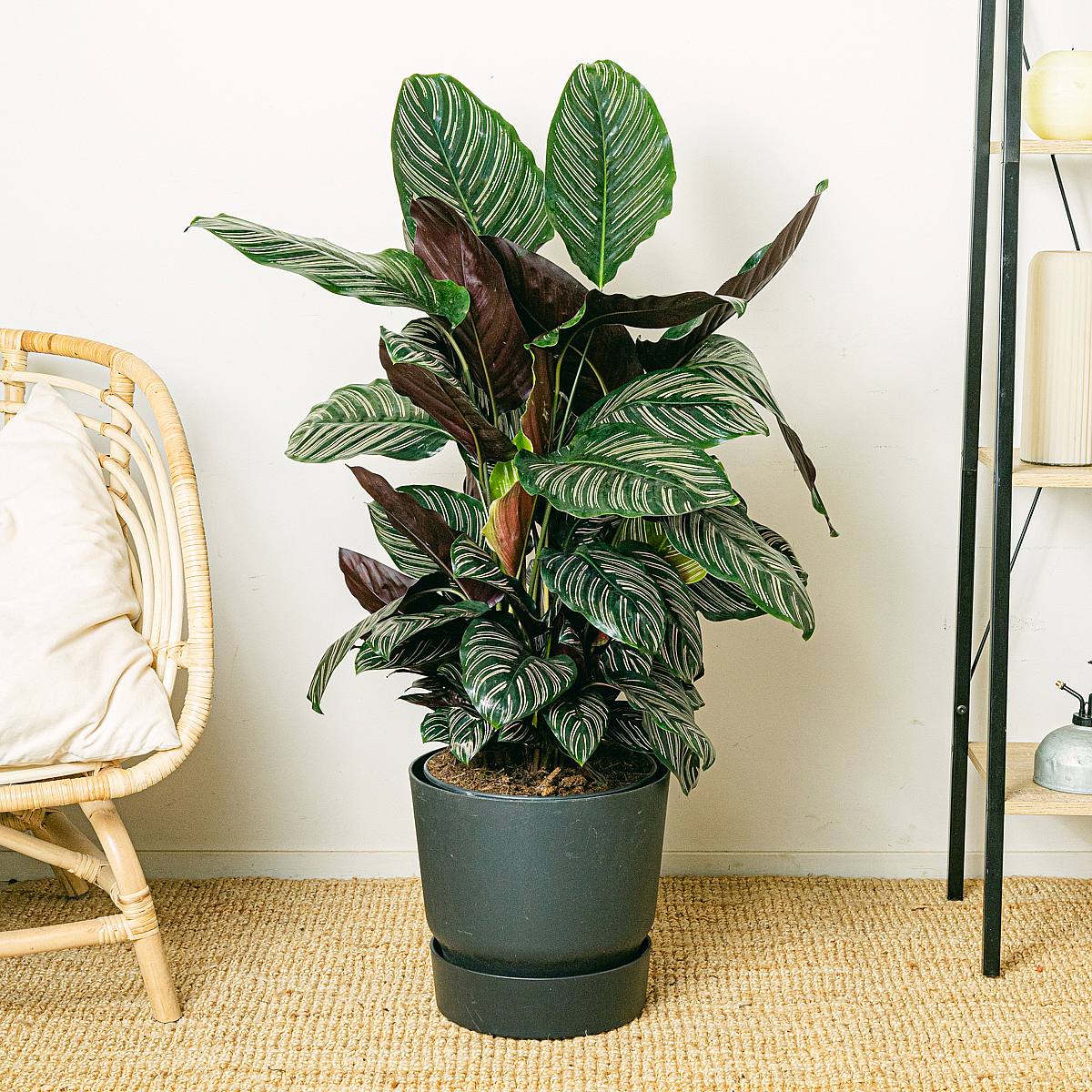 Calathea ornata picture 3