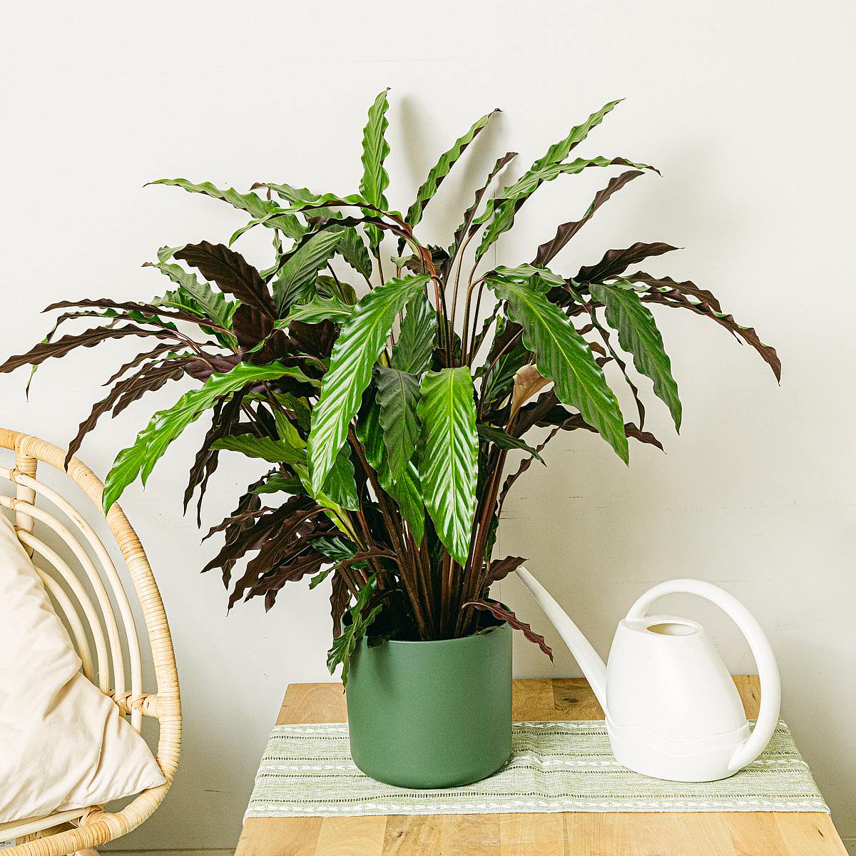 Calathea Wavestar picture 1