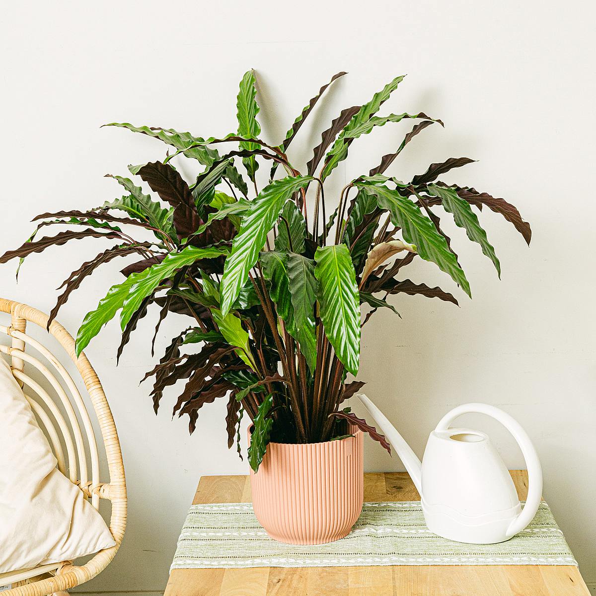 Calathea Wavestar picture 2