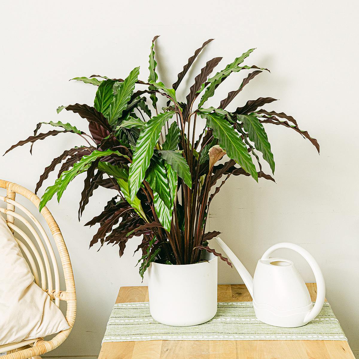 Calathea Wavestar picture 3