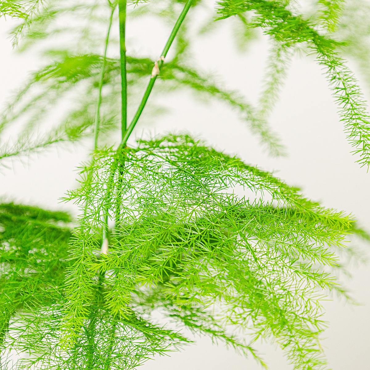 Asparagus Setaceus Plumosus picture 4