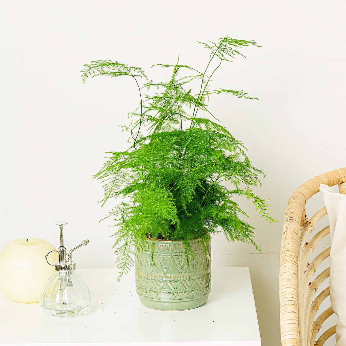 Asparagus Setaceus Plumosus picture 1