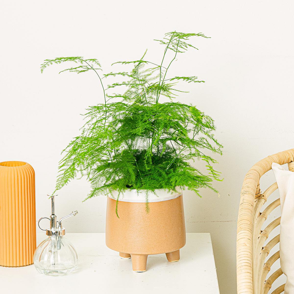 Asparagus Setaceus Plumosus picture 2