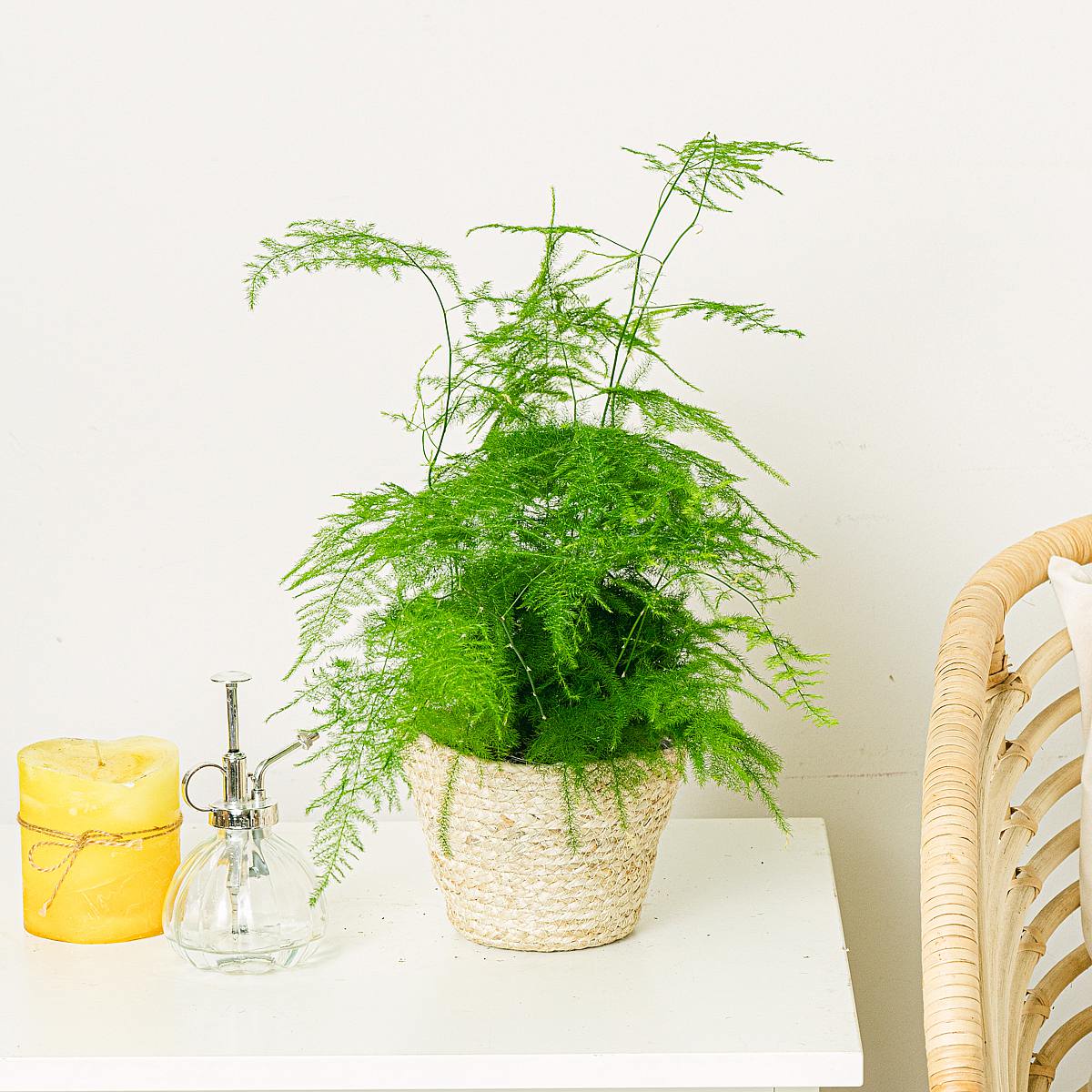 Asparagus Setaceus Plumosus picture 3