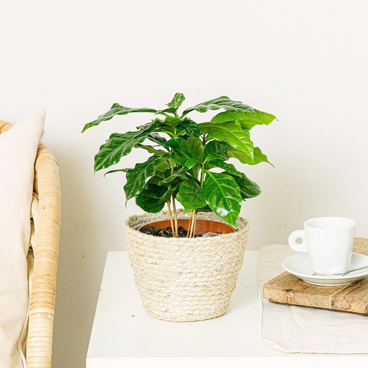 Coffea Arabica picture 3