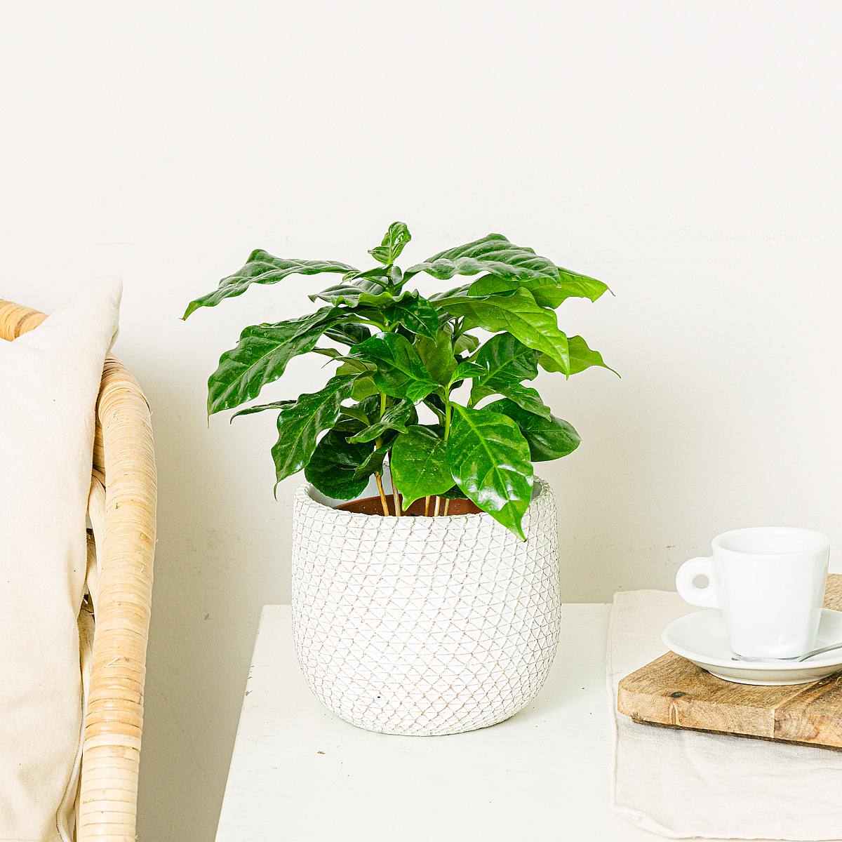 Coffea Arabica picture 2