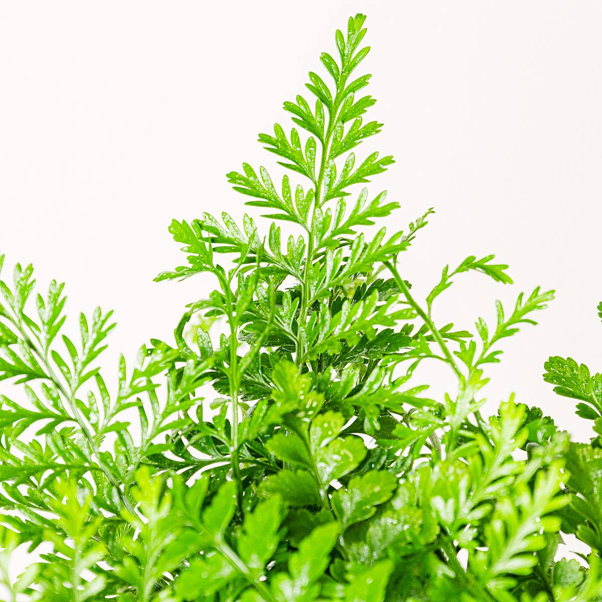 Asplenium Parvati picture 4