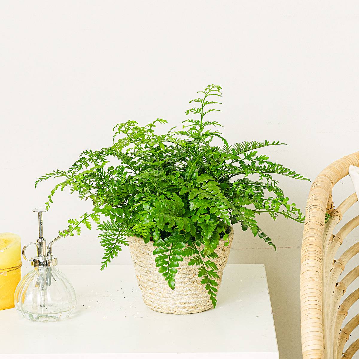 Asplenium Parvati picture 1