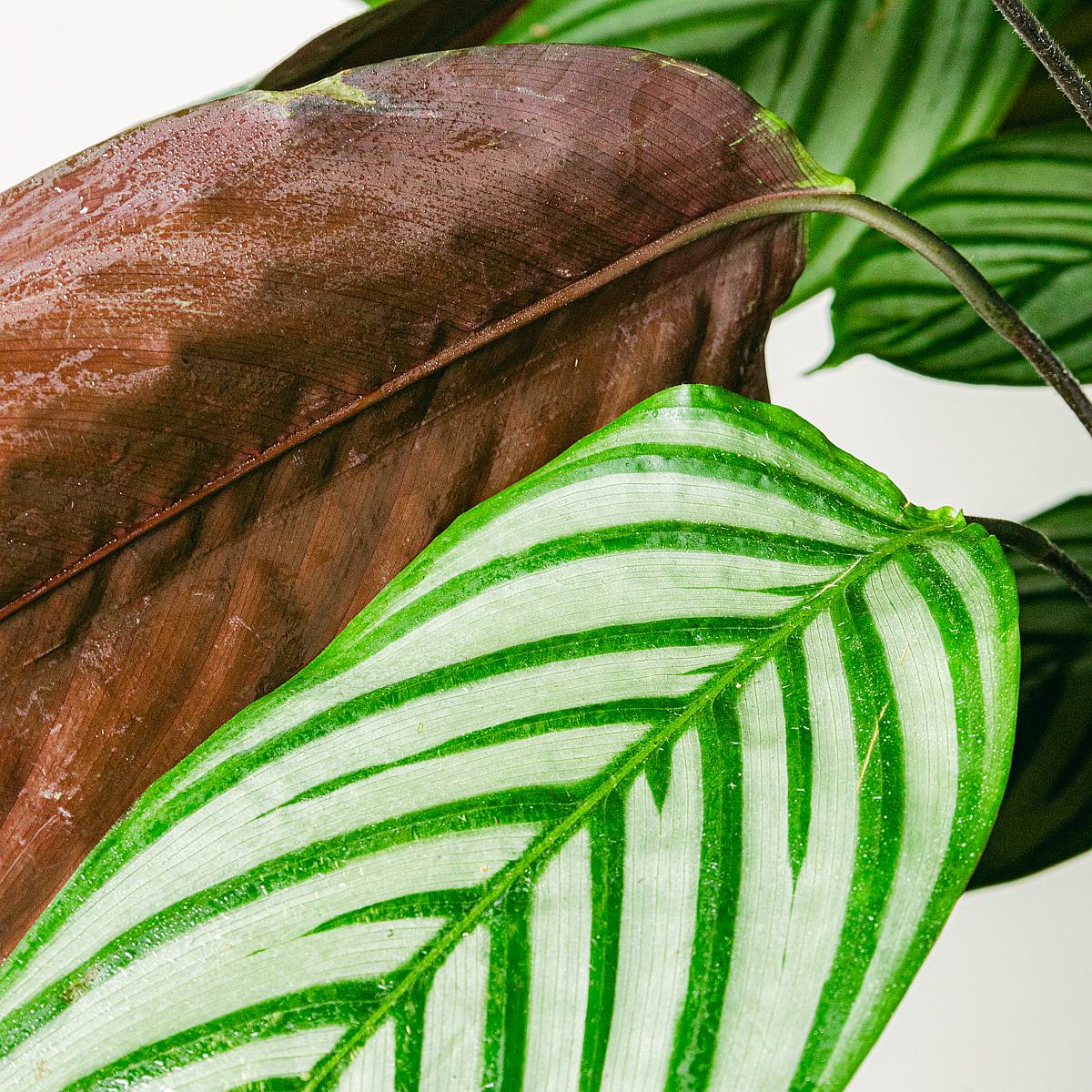 Calathea Oppenheimiana picture 4