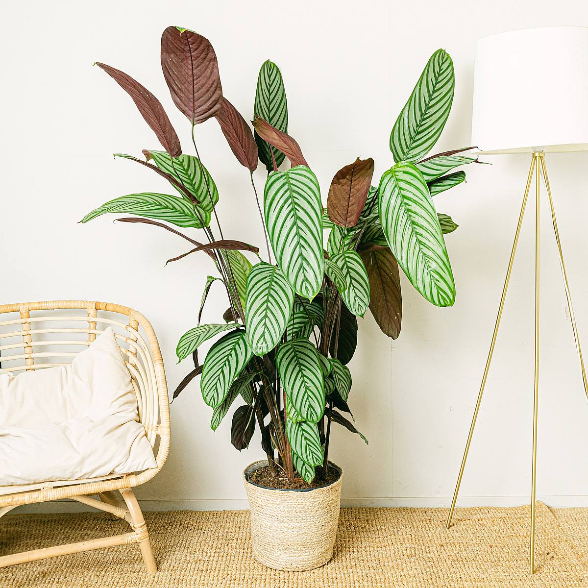 Calathea Oppenheimiana picture 0