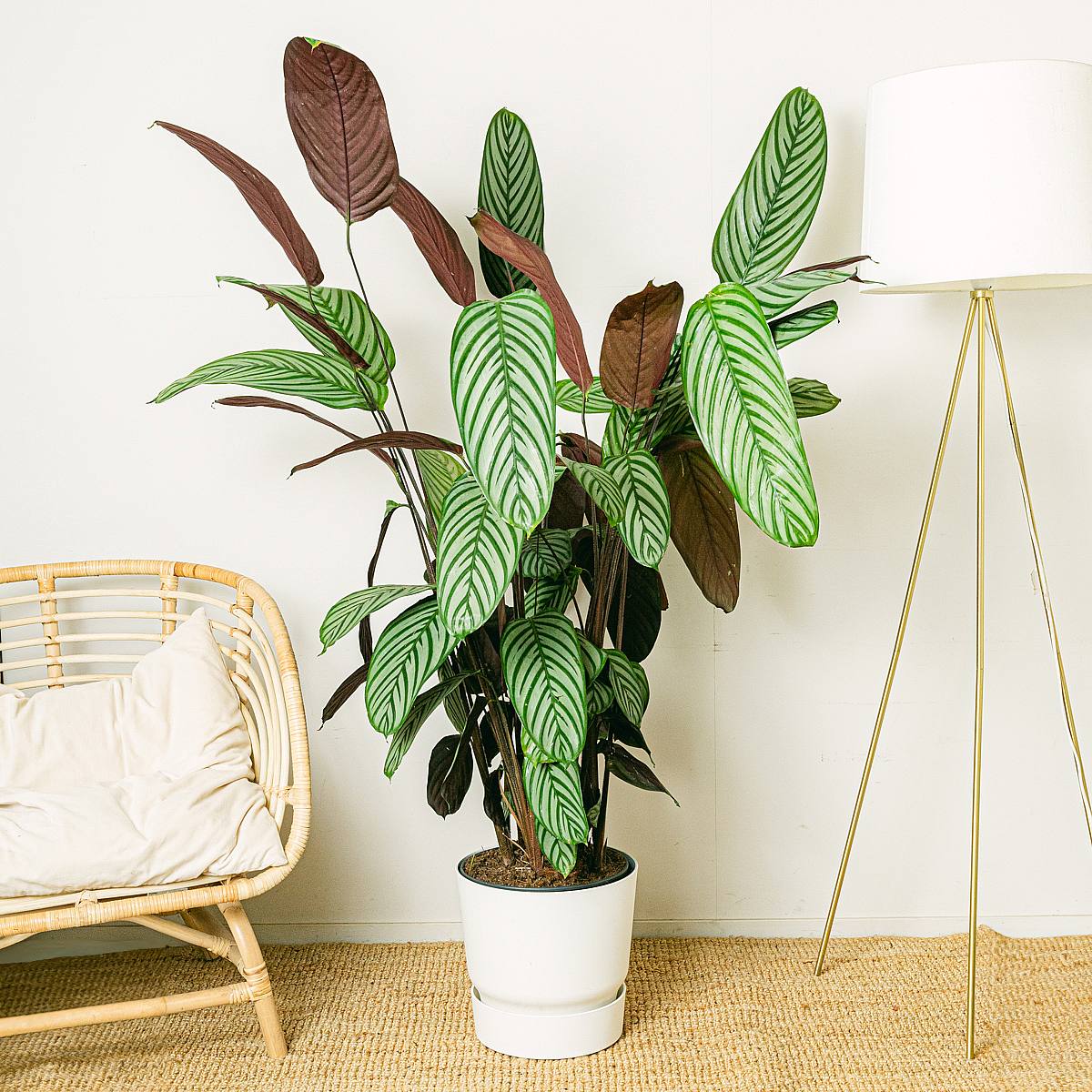 Calathea Oppenheimiana picture 1