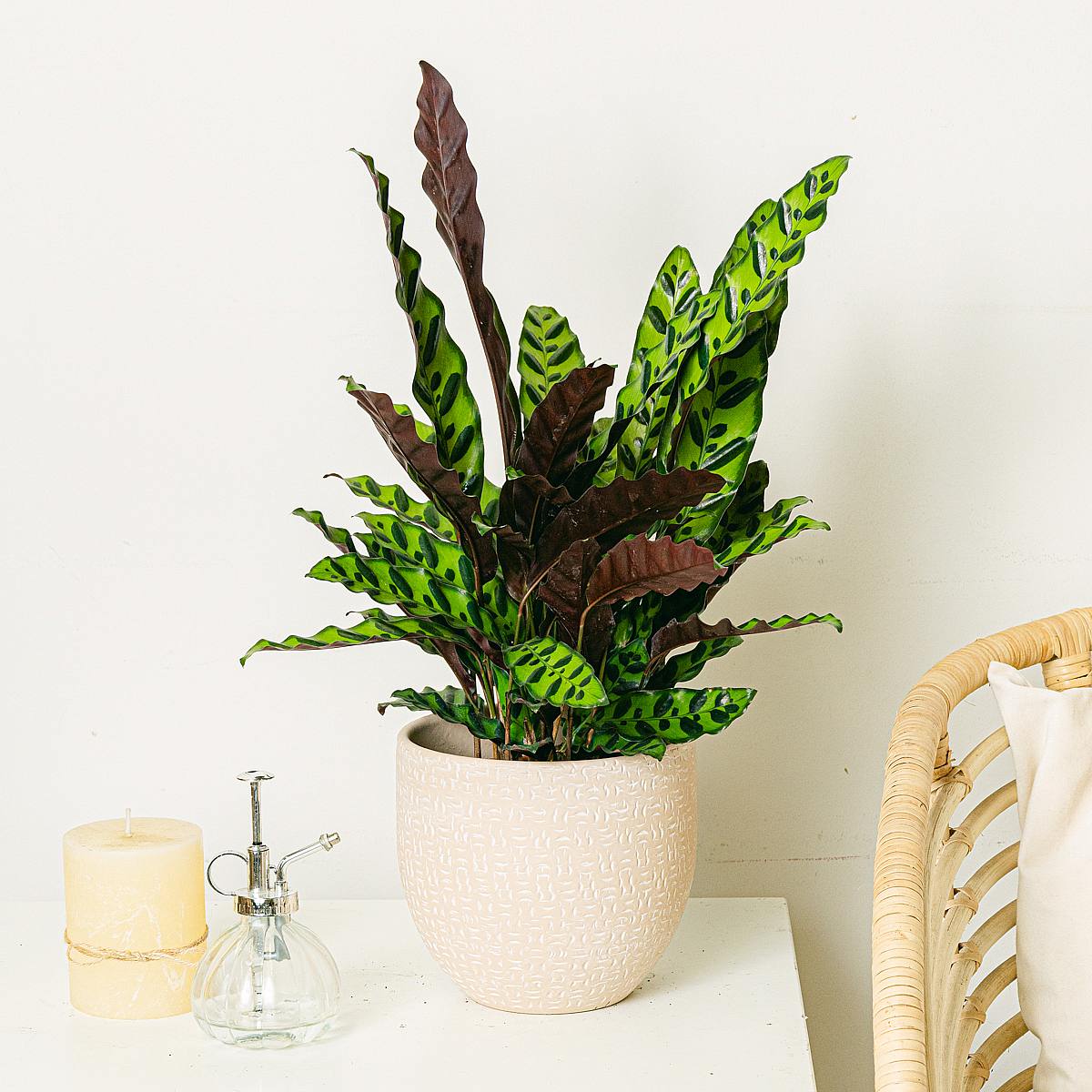 Calathea Insigne picture 1